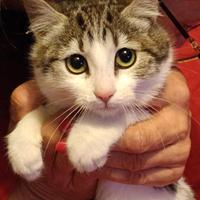 Gattini di 3 mesi in adozione