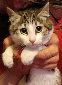 Gattini di 3 mesi in adozione