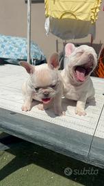 Bulldog francese