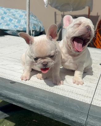 Bulldog francese