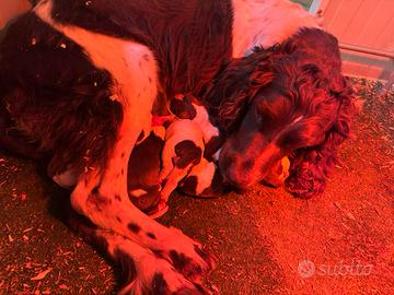 Cuccioli Springer Spaniel Inglese