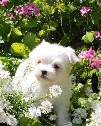Maltese Disponibile trequartidiluna