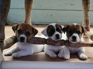 Cuccioli di Jack Russell