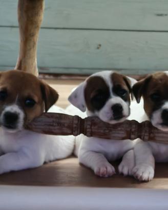 Cuccioli di Jack Russell