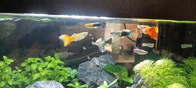 Guppy