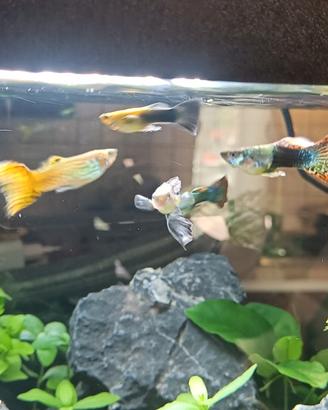 Guppy
