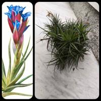 Cespuglio Tillandsia Aeranthos