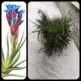 Cespuglio Tillandsia Aeranthos