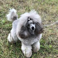 Barboncini Toy Silver