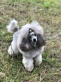 Barboncini Toy Silver