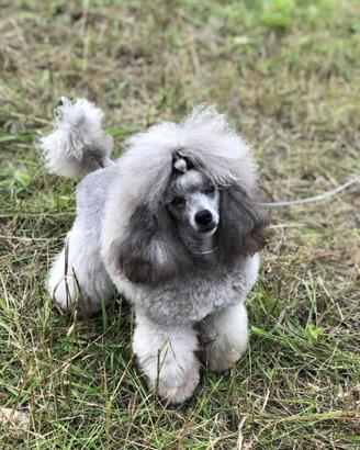 Barboncini Toy Silver