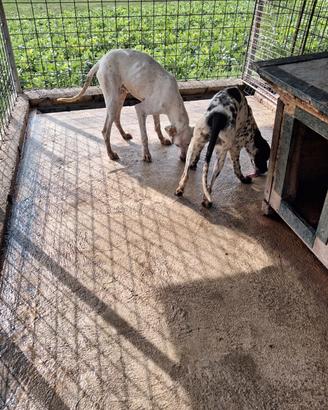 Cane da tartufi