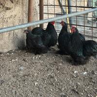 Galline