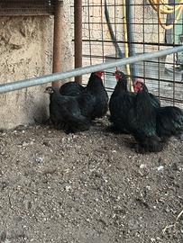 Galline