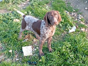 Cuccioli bracco tedesco kurzhaar