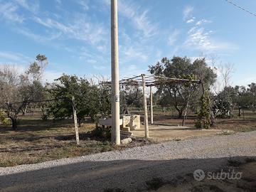 Vendita terreno agricolo (uliveto)