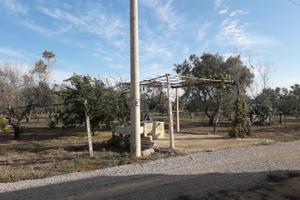 Vendita terreno agricolo (uliveto)