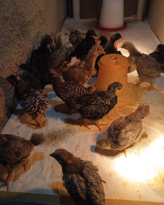 Animali da cortile
