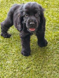 Cocker cuccioli
