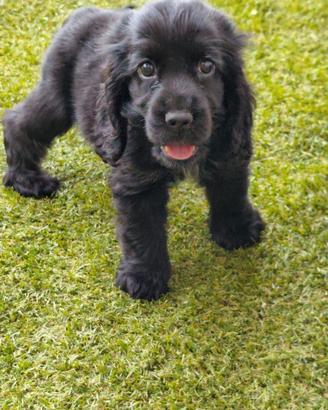 Cocker cuccioli