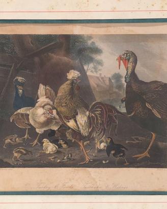 Stampa Antica 800 Tacchino E Galline Huber