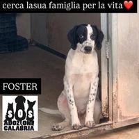 Foster il piu' bel tartufone
