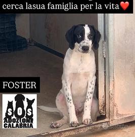 Foster il piu' bel tartufone