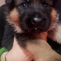 Cuccioli di pastore tedesco