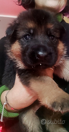 Cuccioli di pastore tedesco
