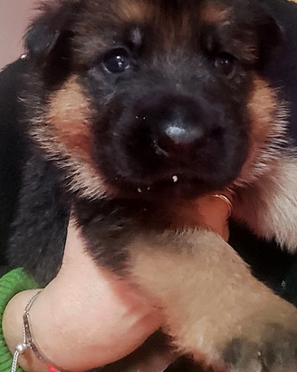 Cuccioli di pastore tedesco