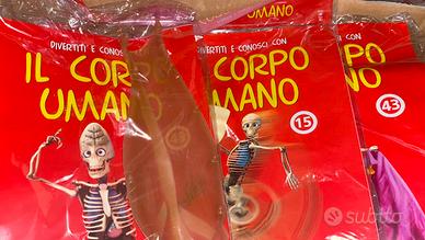 Collezione corpo umano