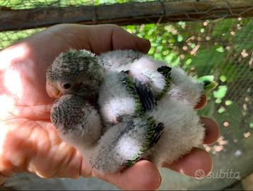 Parrochetto monaco pulli da imbecco