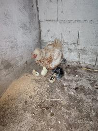 Gallina chioccia con pulciini