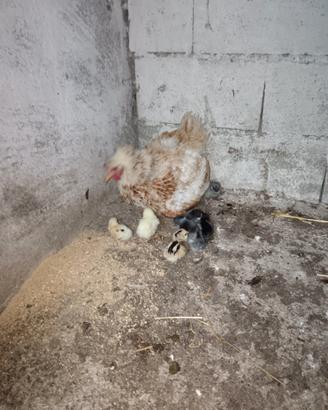 Gallina chioccia con pulciini