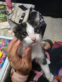 Gattini