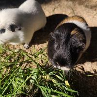 Cavie/ porcelline d'india