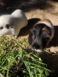 Cavie/ porcelline d'india