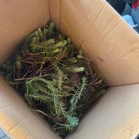 Pianta grassa fa fiori gialli