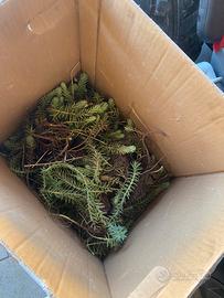 Pianta grassa fa fiori gialli