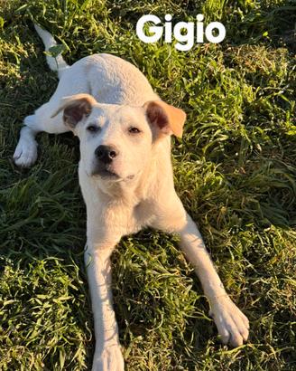 Cuccioli taglia grande in adozione