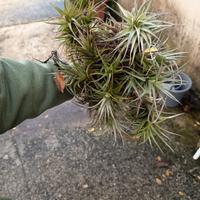 tillandsia pianta volante 