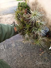 tillandsia pianta volante 