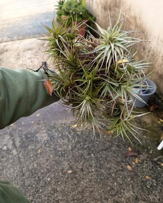 tillandsia pianta volante 