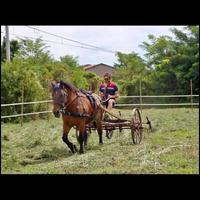 Trattore spandi fieno antico