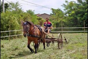 Trattore spandi fieno antico