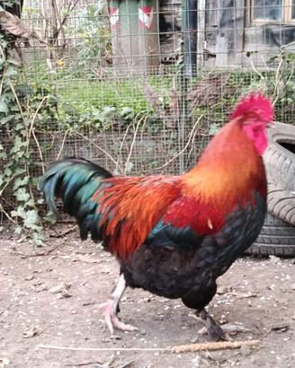 Gallo Marans