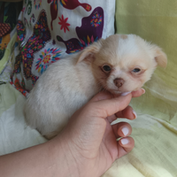 Chihuahua mini toy