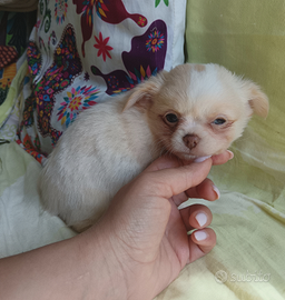 Chihuahua mini toy