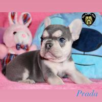 Bulldog francese