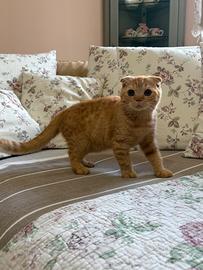 Cuccioli di scottish fold